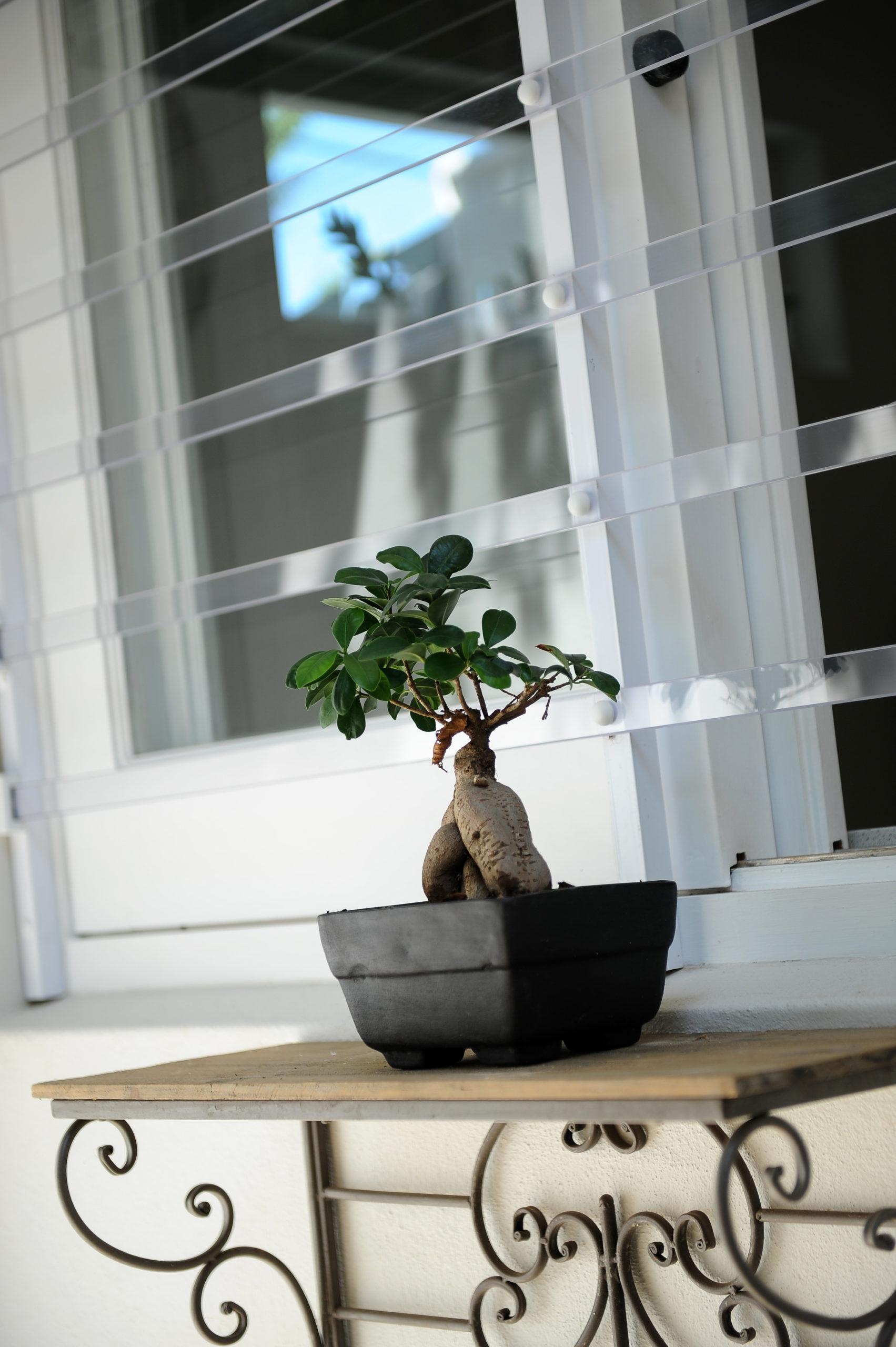 clear burglar bars on window